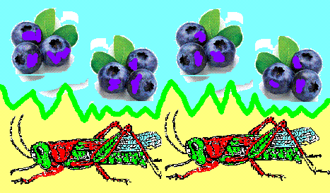 Blueberry and Grasshoppers