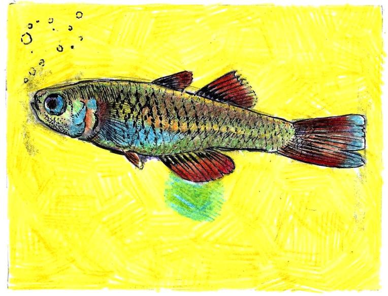 Scaturiginichthys vermeillipinnis. Mechanical pencil, colored pencil, gel pen on card stock. 5.5" x 4.25"