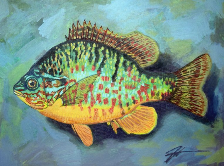 Lepomis gibbosus (Pumpkinseed Sunfish). Acrylic and ink on canvas. 12" x 16"