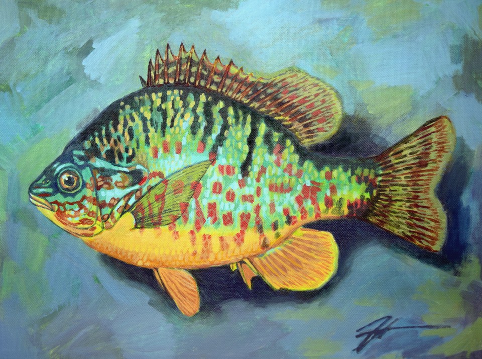 Lepomis gibbosus (Pumpkinseed Sunfish). Acrylic and ink on canvas. 12